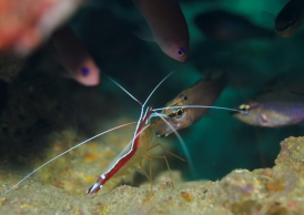 アカシマシラヒゲエビ