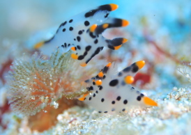 ツノザヤウミウシ