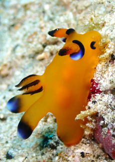 ウデフリツノザヤウミウシ