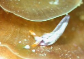 スイートジェリーミドリガイ