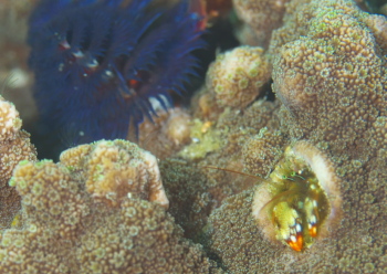 ニシキカンザシヤドカリ