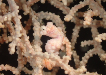 ピグミーシーホース