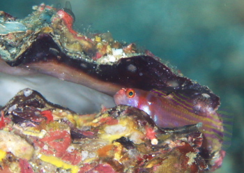 カタボシニシキベニハゼ　