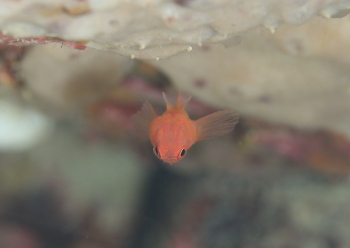 オキナワベニハゼ