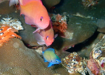 アマミスズメダイ