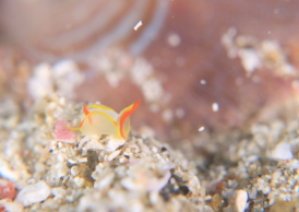 シラタマウミコチョウ