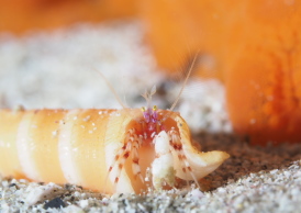 ディオゲネス・ドロテアエ