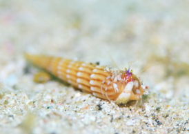 ディオゲネス・ドロテアエ