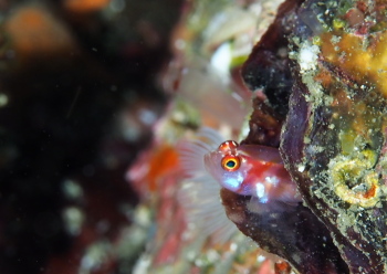 カタボシニシキベニハゼ