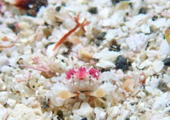 コンペイトウコブシガニ