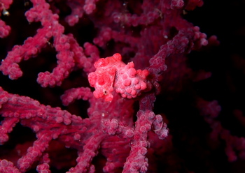 ピグミーシーホース