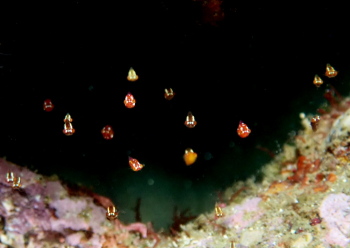 ヒメオオメアミ