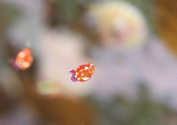 ヒメオオメアミ