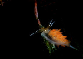 アカエラミノウミウシ