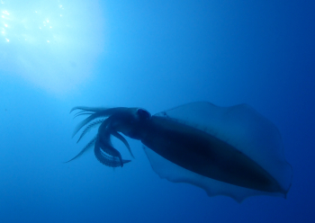 アオリイカ