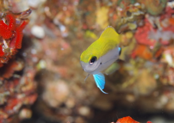オビトウカイスズメダイ