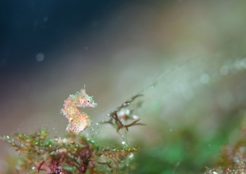 ハチジョウタツ