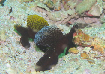 ホタテツノハゼ