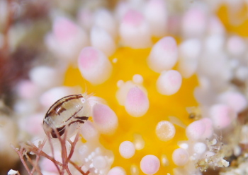 ホソヅメホテイヨコエビ