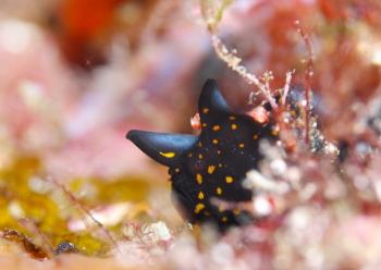 クマドリカエルアンコウ