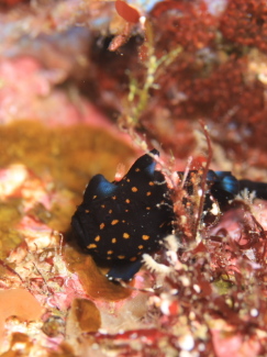 クマドリカエルアンコウ