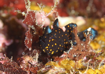 クマドリカエルアンコウ