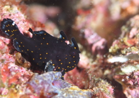 クマドリカエルアンコウ