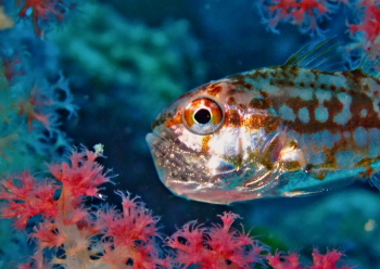 イナズマヒカリイシモチ