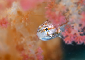 イナズマヒカリイシモチ