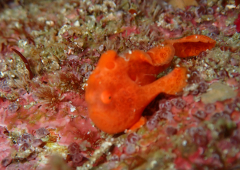 オオモンカエルアンコウ