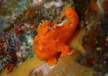 オオモンカエルアンコウ