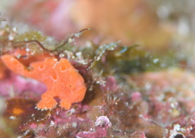 オオモンカエルアンコウ