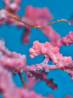 ピグミーシーホース