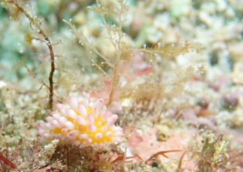 イガグリウミウシ