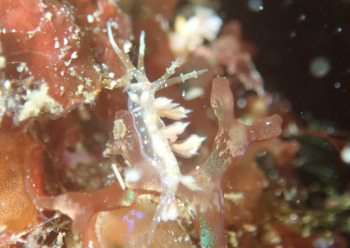 ネアカミノウミウシ