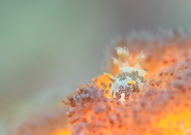 カゴメウミウシ