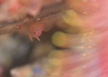 イレズミハゼ属の一種