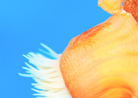 アヤトリカクレエビ