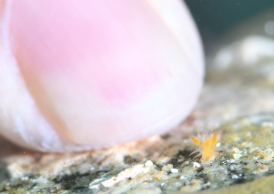 ヒメエダウミウシ