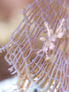 ベルグウミウシ