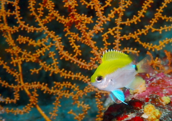 オビトウカイスズメダイ