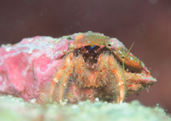 シュードパグリステス・モノポルス