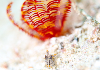 ツノザヤウミウシ