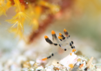 ツノザヤウミウシ