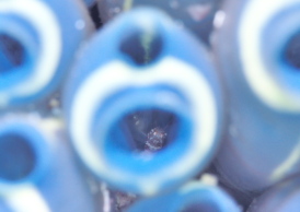 ヨコエビの仲間