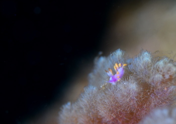 ルージュミノウミウシ