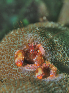 ニシキカンザシヤドカリ