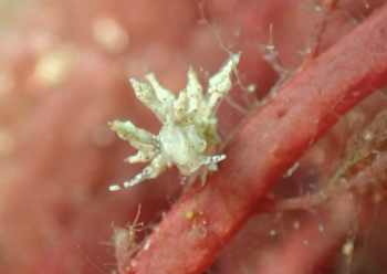 ホシアカリミノウミウシ