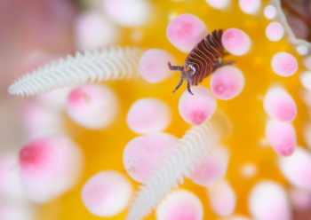 スベヨコエビの仲間