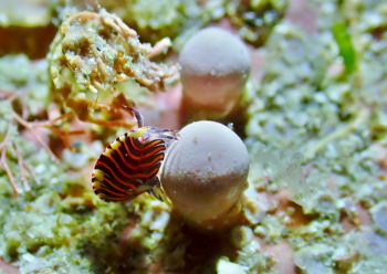 スベヨコエビの仲間